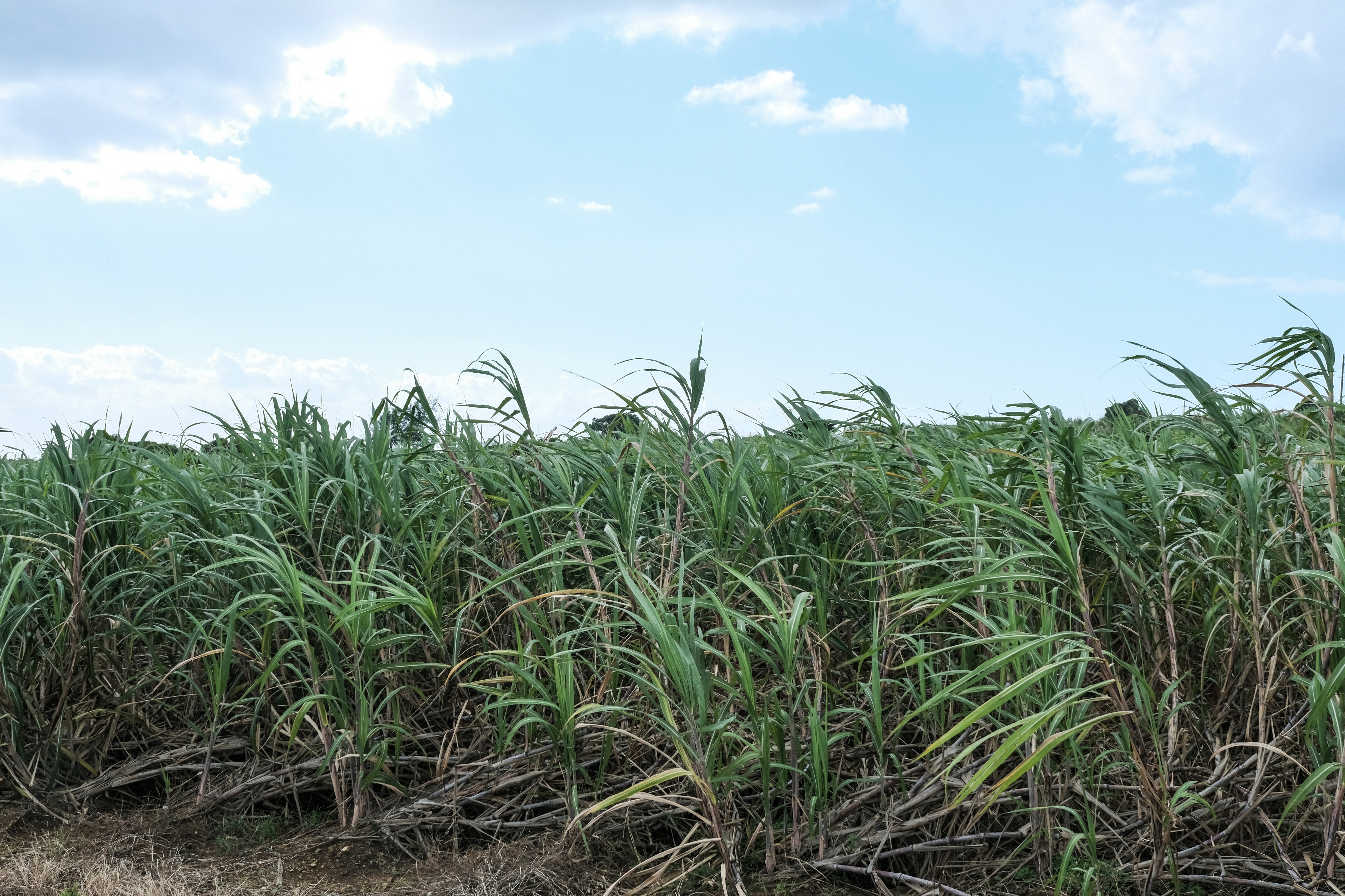 Sugarcane field in Amami